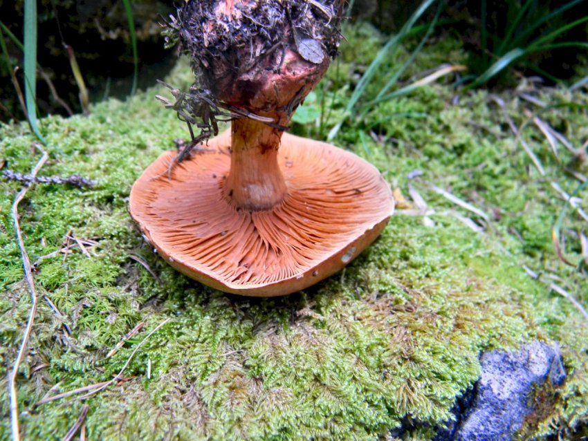 Cortinarius sp2-Trentino